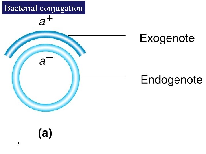 Bacterial conjugation 8 