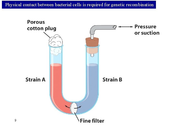 Physical contact between bacterial cells is required for genetic recombination 9 