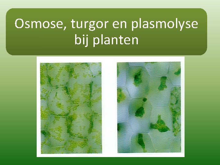 Osmose, turgor en plasmolyse bij planten 
