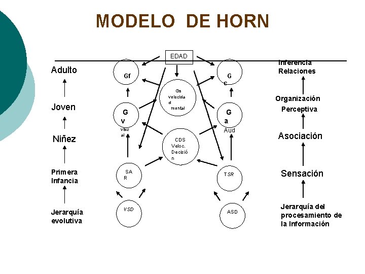MODELO DE HORN EDAD Adulto Gf G Inferencia Relaciones c Joven Niñez G v MODELO DE HORN EDAD Adulto Gf G Inferencia Relaciones c Joven Niñez G v