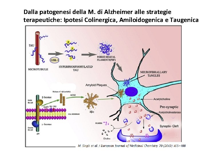 Dalla patogenesi della M. di Alzheimer alle strategie terapeutiche: Ipotesi Colinergica, Amiloidogenica e Taugenica