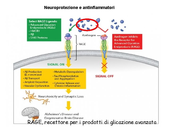 Neuroprotezione e antinfiammatori RAGE, recettore per i prodotti di glicazione avanzata 