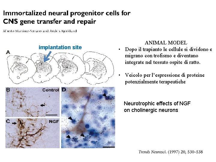 implantation site ANIMAL MODEL • Dopo il trapianto le cellule si dividono e migrano