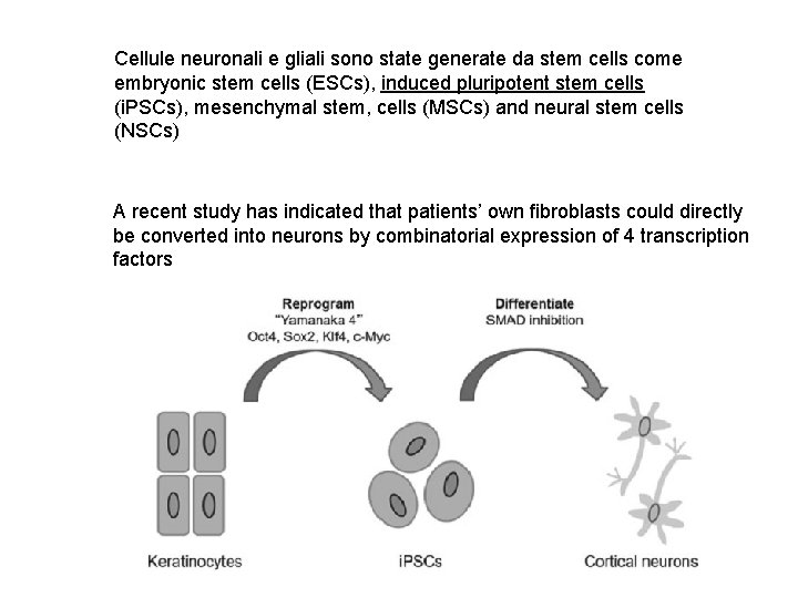 Cellule neuronali e gliali sono state generate da stem cells come embryonic stem cells