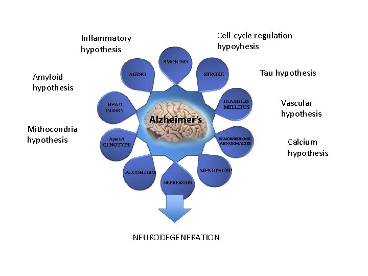 Inflammatory hypothesis Cell-cycle regulation hypoyhesis Tau hypothesis Amyloid hypothesis Vascular hypothesis Mithocondria hypothesis Calcium