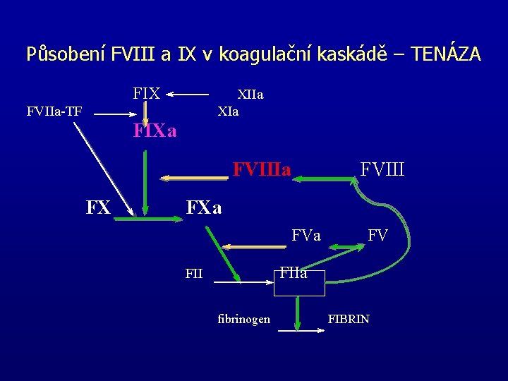 Působení FVIII a IX v koagulační kaskádě – TENÁZA FIX XIIa XIa FVIIa-TF FIXa Působení FVIII a IX v koagulační kaskádě – TENÁZA FIX XIIa XIa FVIIa-TF FIXa