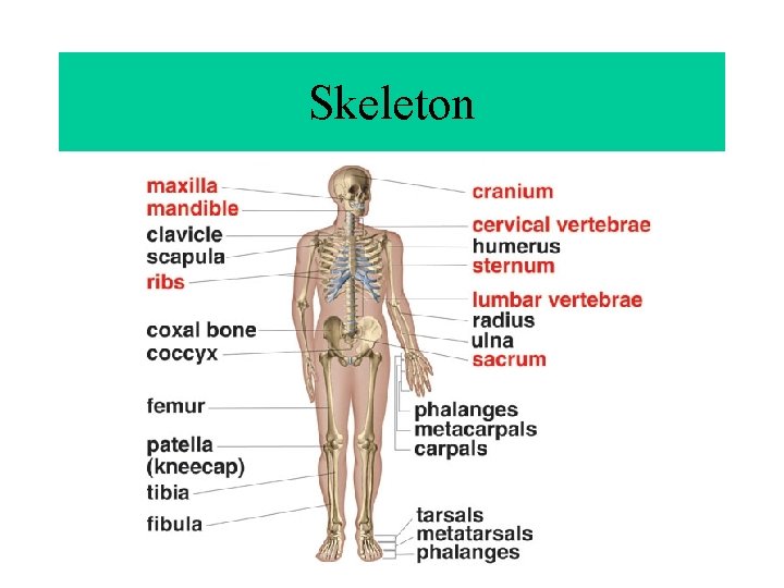 Skeleton 