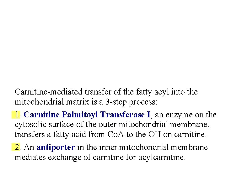 Carnitine-mediated transfer of the fatty acyl into the mitochondrial matrix is a 3 -step