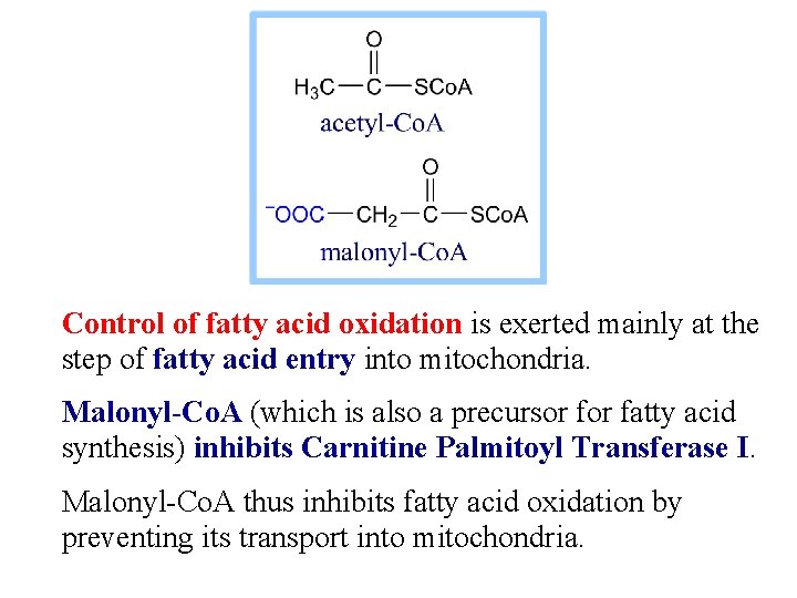 Control of fatty acid oxidation is exerted mainly at the step of fatty acid