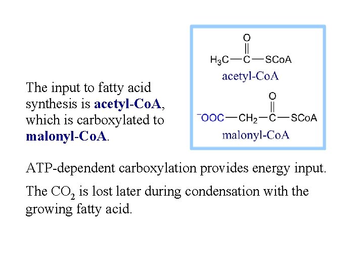 The input to fatty acid synthesis is acetyl-Co. A, which is carboxylated to malonyl-Co.
