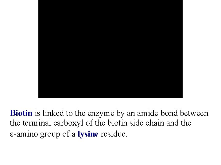 Biotin is linked to the enzyme by an amide bond between the terminal carboxyl