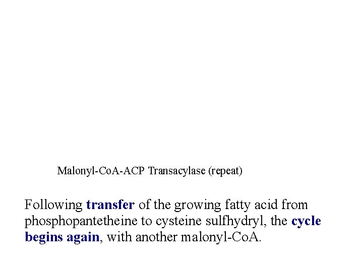 Malonyl-Co. A-ACP Transacylase (repeat) Following transfer of the growing fatty acid from phosphopantetheine to