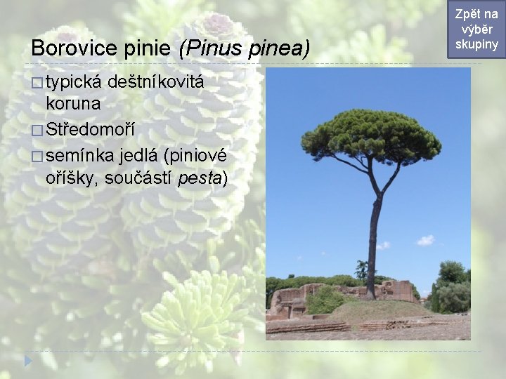 Borovice pinie (Pinus pinea) � typická deštníkovitá koruna � Středomoří � semínka jedlá (piniové Borovice pinie (Pinus pinea) � typická deštníkovitá koruna � Středomoří � semínka jedlá (piniové