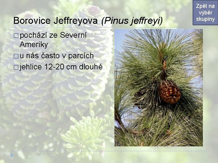 Borovice Jeffreyova (Pinus jeffreyi) � pochází ze Severní Ameriky � u nás často v Borovice Jeffreyova (Pinus jeffreyi) � pochází ze Severní Ameriky � u nás často v