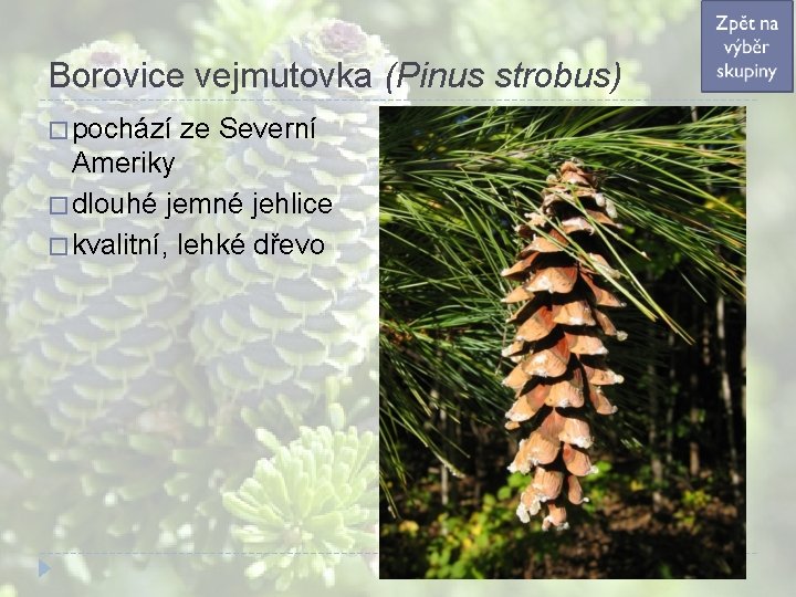 Borovice vejmutovka (Pinus strobus) � pochází ze Severní Ameriky � dlouhé jemné jehlice � Borovice vejmutovka (Pinus strobus) � pochází ze Severní Ameriky � dlouhé jemné jehlice �