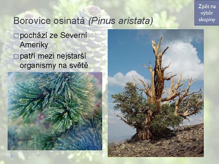 Borovice osinatá (Pinus aristata) � pochází ze Severní Ameriky � patří mezi nejstarší organismy Borovice osinatá (Pinus aristata) � pochází ze Severní Ameriky � patří mezi nejstarší organismy