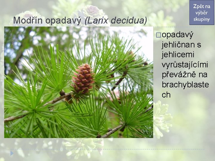 Modřín opadavý (Larix decidua) �opadavý jehličnan s jehlicemi vyrůstajícími převážně na brachyblaste ch Modřín opadavý (Larix decidua) �opadavý jehličnan s jehlicemi vyrůstajícími převážně na brachyblaste ch