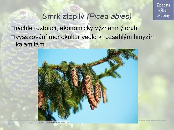 Smrk ztepilý (Picea abies) � rychle rostoucí, ekonomicky významný druh � vysazování monokultur vedlo Smrk ztepilý (Picea abies) � rychle rostoucí, ekonomicky významný druh � vysazování monokultur vedlo