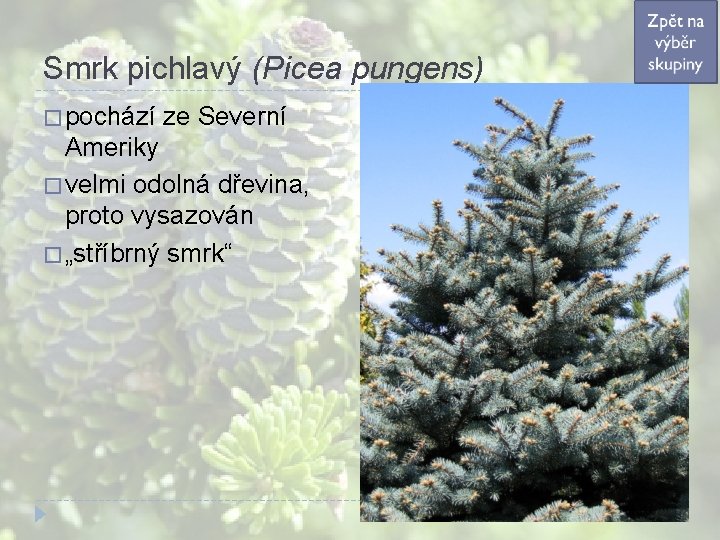 Smrk pichlavý (Picea pungens) � pochází ze Severní Ameriky � velmi odolná dřevina, proto Smrk pichlavý (Picea pungens) � pochází ze Severní Ameriky � velmi odolná dřevina, proto