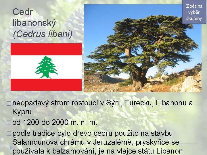 Cedr libanonský (Cedrus libani) � neopadavý strom rostoucí v Sýrii, Turecku, Libanonu a Kypru Cedr libanonský (Cedrus libani) � neopadavý strom rostoucí v Sýrii, Turecku, Libanonu a Kypru