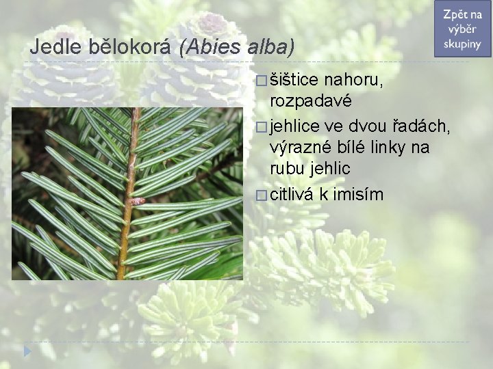 Jedle bělokorá (Abies alba) � šištice nahoru, rozpadavé � jehlice ve dvou řadách, výrazné Jedle bělokorá (Abies alba) � šištice nahoru, rozpadavé � jehlice ve dvou řadách, výrazné