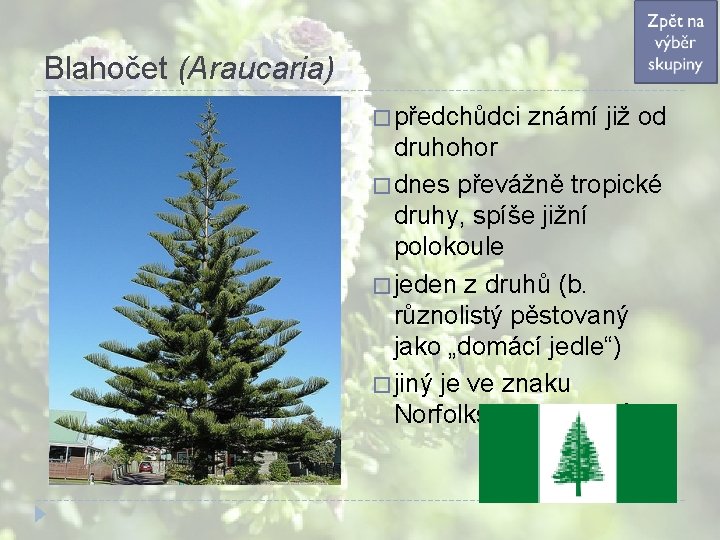 Blahočet (Araucaria) � předchůdci známí již od druhohor � dnes převážně tropické druhy, spíše Blahočet (Araucaria) � předchůdci známí již od druhohor � dnes převážně tropické druhy, spíše
