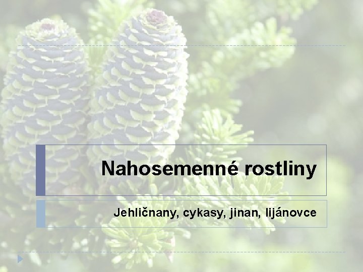 Nahosemenné rostliny Jehličnany, cykasy, jinan, lijánovce Nahosemenné rostliny Jehličnany, cykasy, jinan, lijánovce