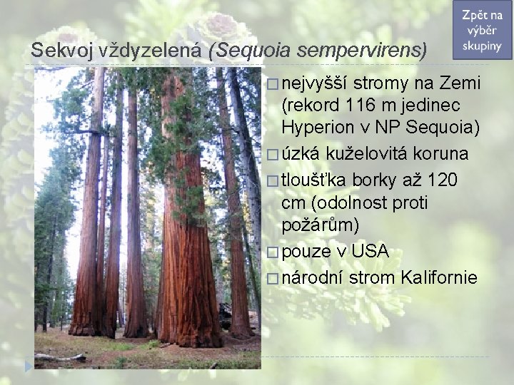 Sekvoj vždyzelená (Sequoia sempervirens) � nejvyšší stromy na Zemi (rekord 116 m jedinec Hyperion Sekvoj vždyzelená (Sequoia sempervirens) � nejvyšší stromy na Zemi (rekord 116 m jedinec Hyperion