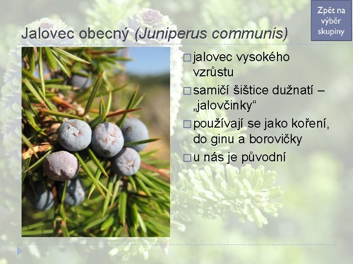 Jalovec obecný (Juniperus communis) � jalovec vysokého vzrůstu � samičí šištice dužnatí – „jalovčinky“ Jalovec obecný (Juniperus communis) � jalovec vysokého vzrůstu � samičí šištice dužnatí – „jalovčinky“