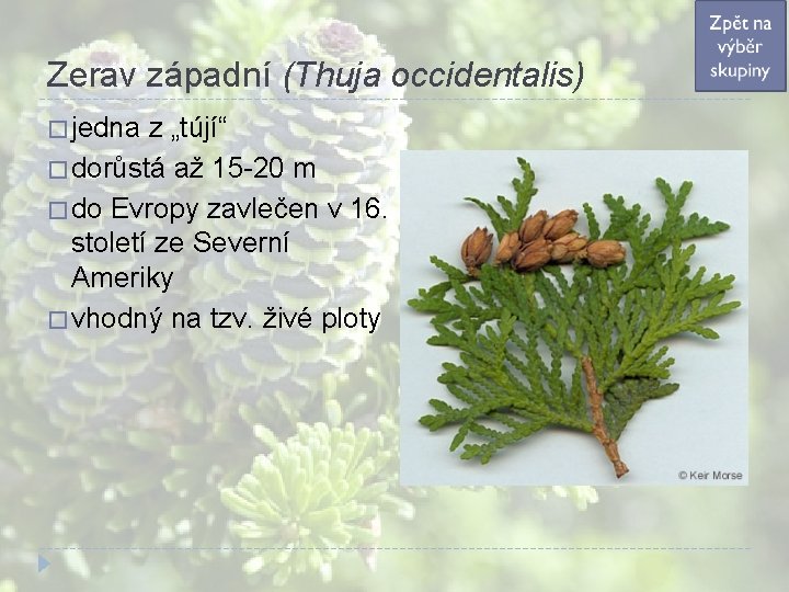 Zerav západní (Thuja occidentalis) � jedna z „tújí“ � dorůstá až 15 -20 m Zerav západní (Thuja occidentalis) � jedna z „tújí“ � dorůstá až 15 -20 m