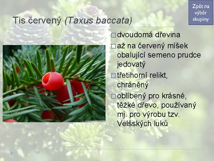 Tis červený (Taxus baccata) � dvoudomá dřevina � až na červený míšek obalující semeno Tis červený (Taxus baccata) � dvoudomá dřevina � až na červený míšek obalující semeno