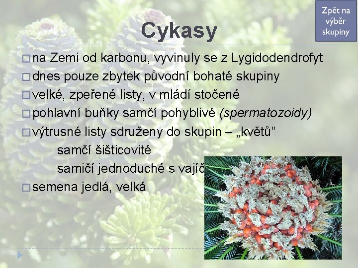 Cykasy � na Zemi od karbonu, vyvinuly se z Lygidodendrofyt � dnes pouze zbytek Cykasy � na Zemi od karbonu, vyvinuly se z Lygidodendrofyt � dnes pouze zbytek