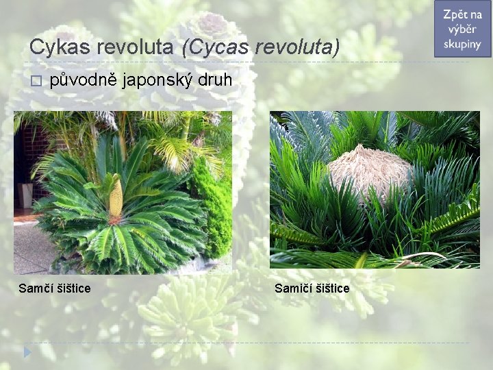 Cykas revoluta (Cycas revoluta) � původně japonský druh Samčí šištice Samičí šištice Cykas revoluta (Cycas revoluta) � původně japonský druh Samčí šištice Samičí šištice