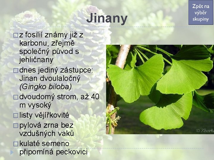 Jinany �z fosilií známy již z karbonu, zřejmě společný původ s jehličnany � dnes Jinany �z fosilií známy již z karbonu, zřejmě společný původ s jehličnany � dnes