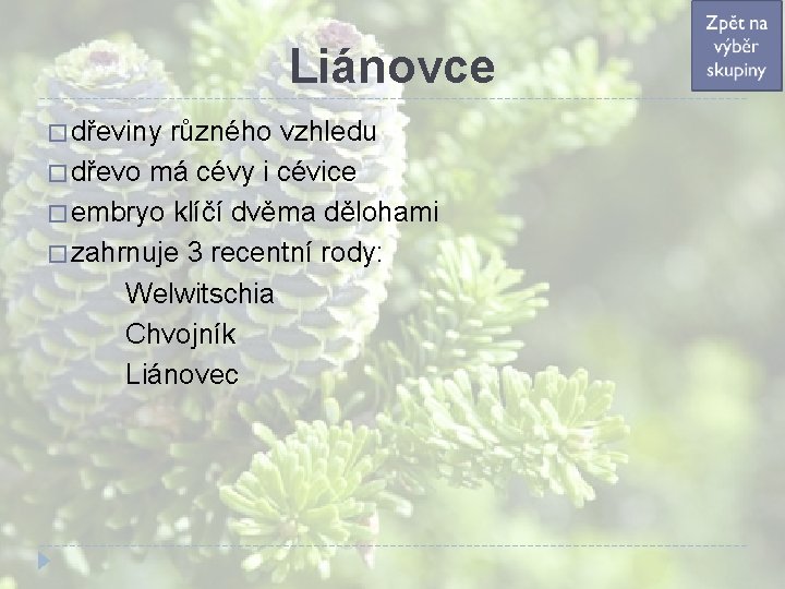 Liánovce � dřeviny různého vzhledu � dřevo má cévy i cévice � embryo klíčí Liánovce � dřeviny různého vzhledu � dřevo má cévy i cévice � embryo klíčí
