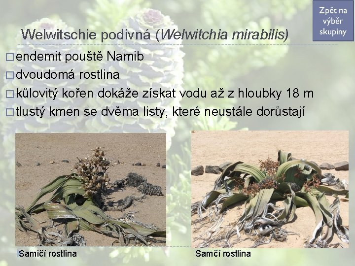 Welwitschie podivná (Welwitchia mirabilis) � endemit pouště Namib � dvoudomá rostlina � kůlovitý kořen Welwitschie podivná (Welwitchia mirabilis) � endemit pouště Namib � dvoudomá rostlina � kůlovitý kořen