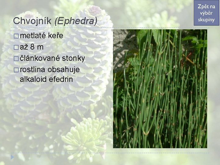 Chvojník (Ephedra) � metlaté � až keře 8 m � článkované stonky � rostlina Chvojník (Ephedra) � metlaté � až keře 8 m � článkované stonky � rostlina