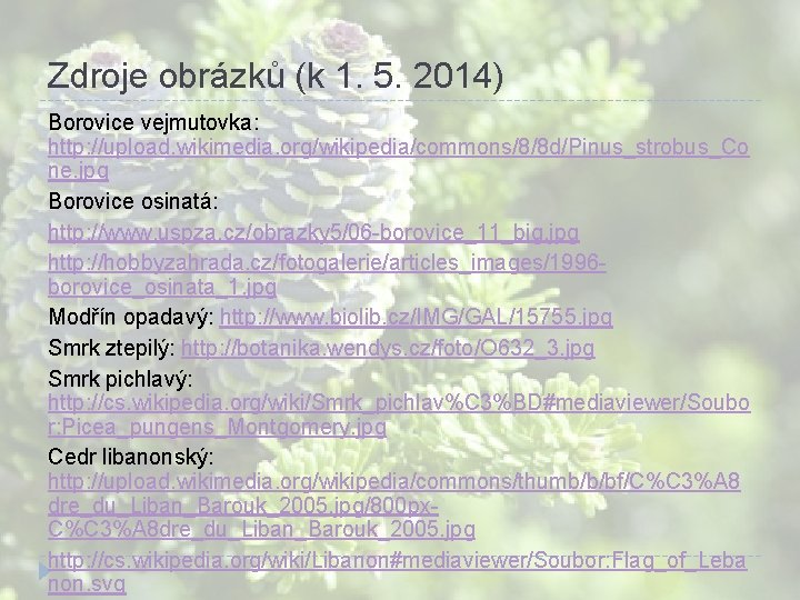 Zdroje obrázků (k 1. 5. 2014) Borovice vejmutovka: http: //upload. wikimedia. org/wikipedia/commons/8/8 d/Pinus_strobus_Co ne. Zdroje obrázků (k 1. 5. 2014) Borovice vejmutovka: http: //upload. wikimedia. org/wikipedia/commons/8/8 d/Pinus_strobus_Co ne.
