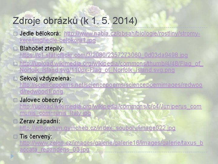 Zdroje obrázků (k 1. 5. 2014) Jedle bělokorá: http: //www. nabla. cz/obsah/biologie/rostliny/stromykere/img/jedle-belokora 1. jpg Zdroje obrázků (k 1. 5. 2014) Jedle bělokorá: http: //www. nabla. cz/obsah/biologie/rostliny/stromykere/img/jedle-belokora 1. jpg