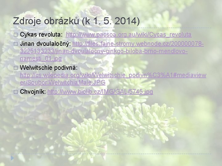 Zdroje obrázků (k 1. 5. 2014) Cykas revoluta: http: //www. pacsoa. org. au/wiki/Cycas_revoluta � Zdroje obrázků (k 1. 5. 2014) Cykas revoluta: http: //www. pacsoa. org. au/wiki/Cycas_revoluta �