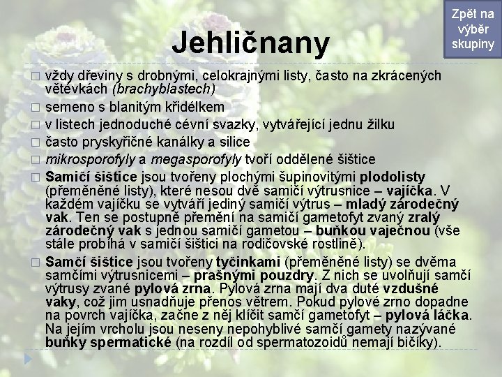 Jehličnany Zpět na výběr skupiny vždy dřeviny s drobnými, celokrajnými listy, často na zkrácených Jehličnany Zpět na výběr skupiny vždy dřeviny s drobnými, celokrajnými listy, často na zkrácených
