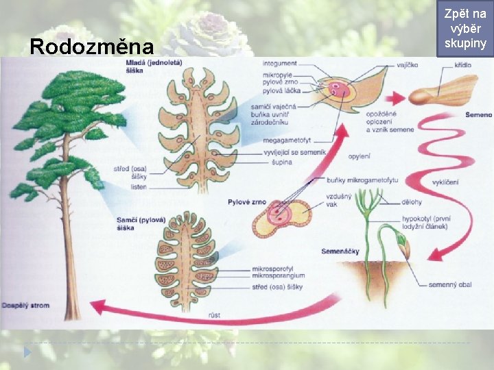 Rodozměna Zpět na výběr skupiny Rodozměna Zpět na výběr skupiny