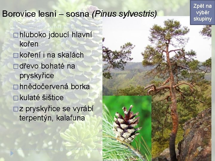 Borovice lesní – sosna (Pinus sylvestris) � hluboko jdoucí hlavní kořen � koření i Borovice lesní – sosna (Pinus sylvestris) � hluboko jdoucí hlavní kořen � koření i