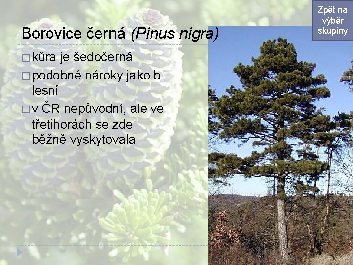 Borovice černá (Pinus nigra) � kůra je šedočerná � podobné nároky jako b. lesní Borovice černá (Pinus nigra) � kůra je šedočerná � podobné nároky jako b. lesní