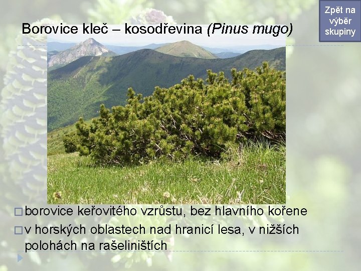 Borovice kleč – kosodřevina (Pinus mugo) � borovice keřovitého vzrůstu, bez hlavního kořene � Borovice kleč – kosodřevina (Pinus mugo) � borovice keřovitého vzrůstu, bez hlavního kořene �