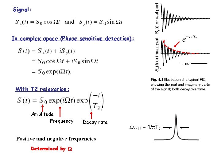 Signal: In complex space (Phase sensitive detection): With T 2 relaxation: Amplitude Frequency Determined