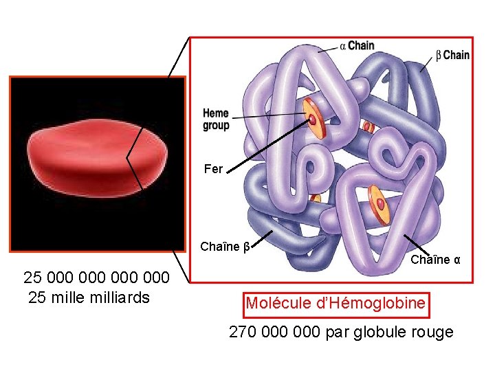 Fer Globule Rouge Chaîne β 25 000 000 25 mille milliards Chaîne α Molécule