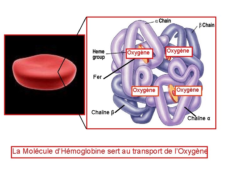 Oxygène Fer Oxygène Globule Rouge Chaîne β Chaîne α La Molécule d’Hémoglobine sert au