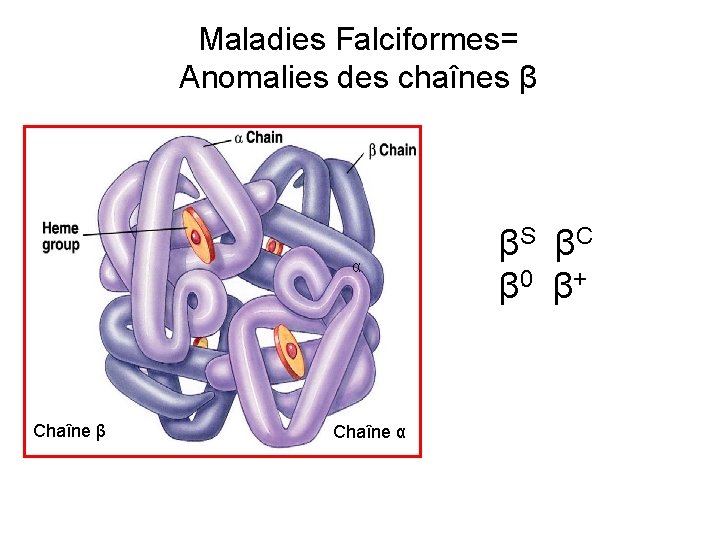 Maladies Falciformes= Anomalies des chaînes β α Chaîne β Chaîne α βS βC β