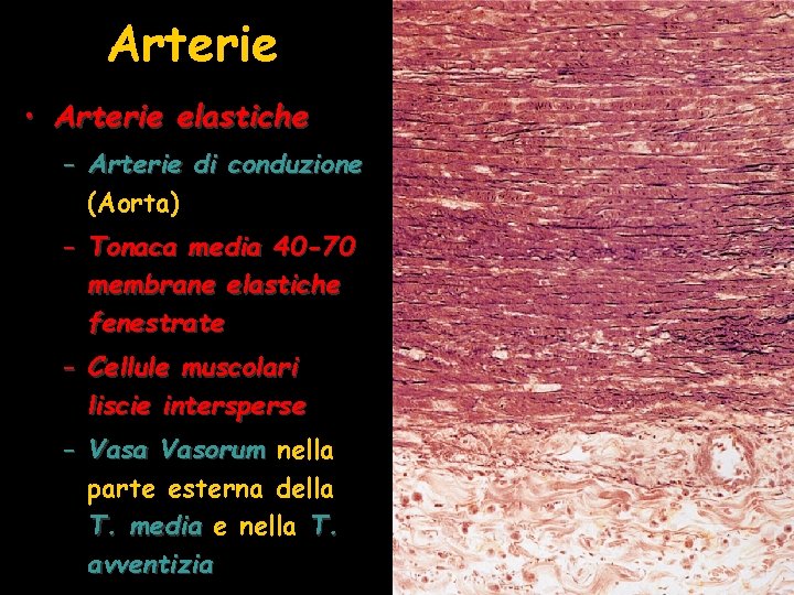 Arterie • Arterie elastiche – Arterie di conduzione (Aorta) – Tonaca media 40 -70